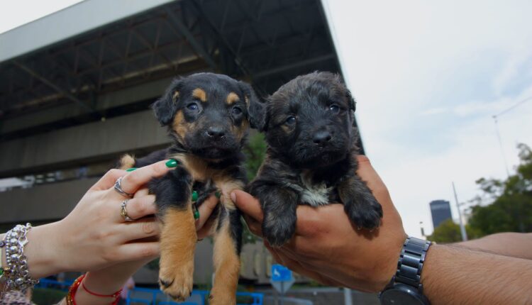 Cachorros, venta ilegal