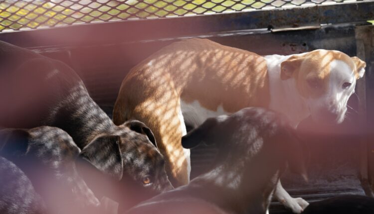 Rescate de perros, municipales, Ensenada 2