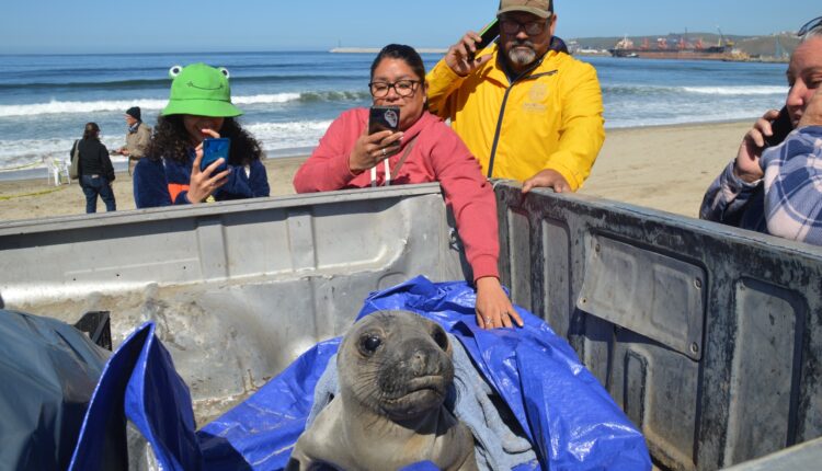 foca elefante juvenil