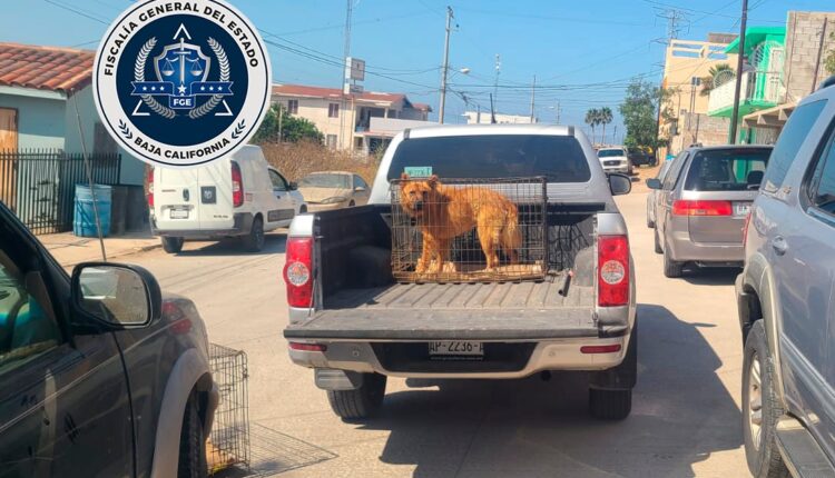 Maltrato animal, perro, Rosarito