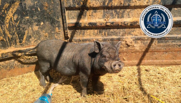 Maltrato animal, puerco, Rosarito