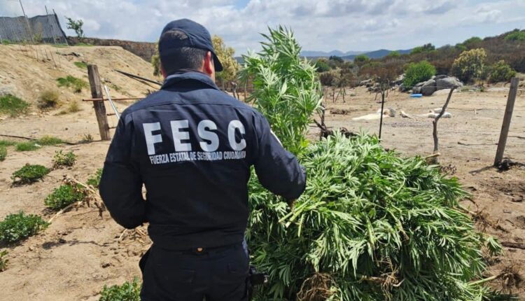 Marihuana, plantío, Tecate, FESC1