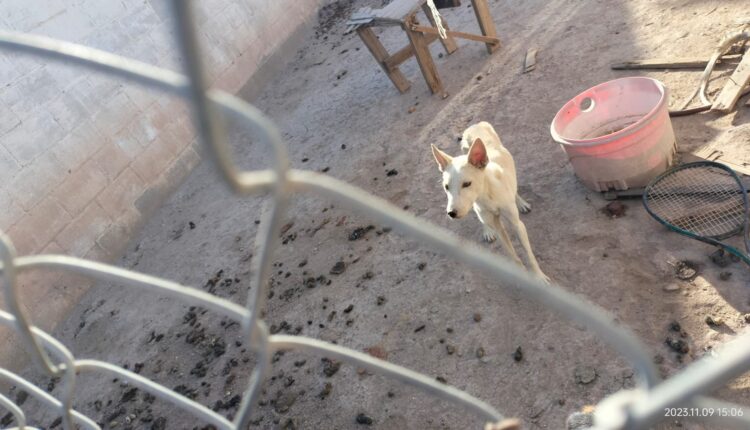 Perros rescatados, Mexicali (2)