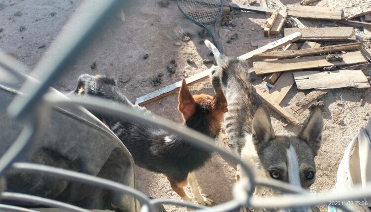 Perros rescatados, Mexicali1