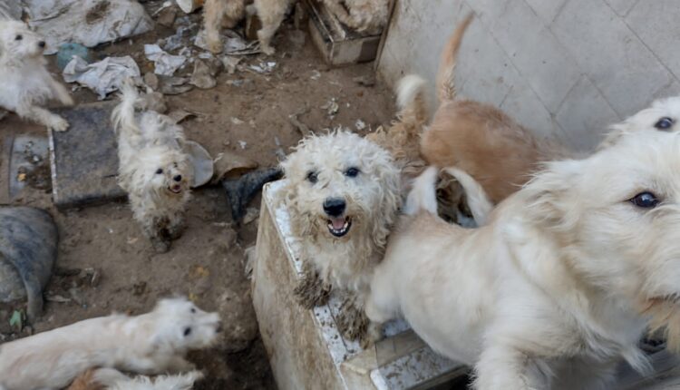 Perros, rescate animal