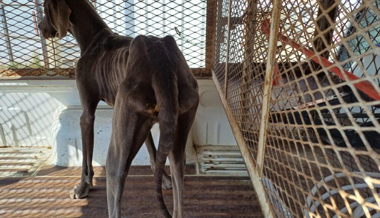 Rescate animal, Jardín Dorado, perros