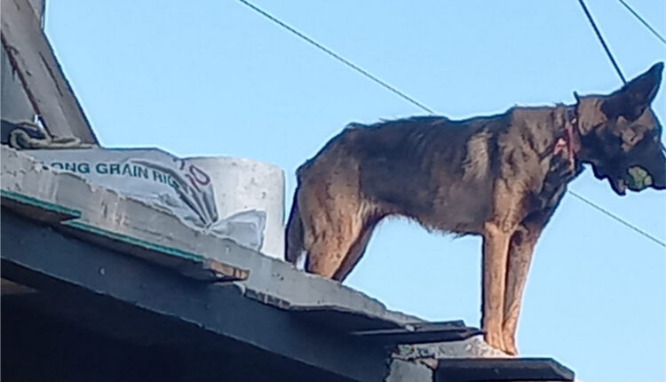 Cateo animales Nueva Tijuana 2