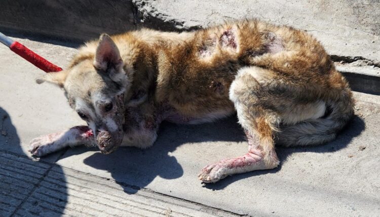 Maltrato Animal Tijuana 2