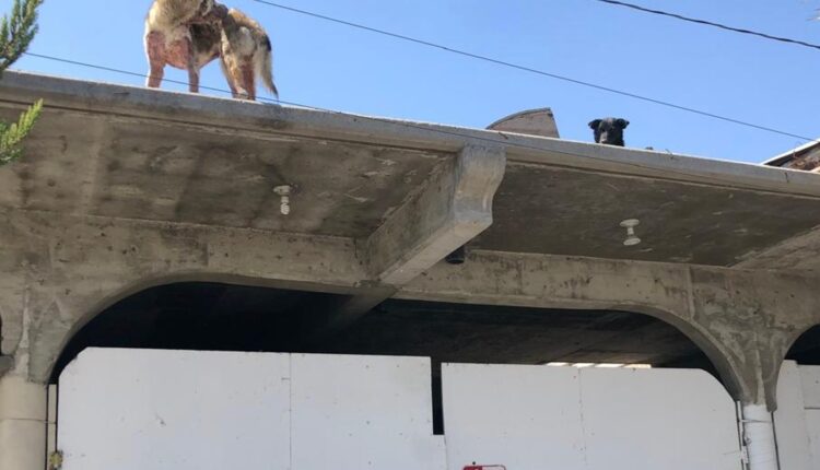 Maltrato Animal Tijuana