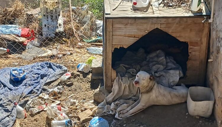 Perro maltratado Tecate