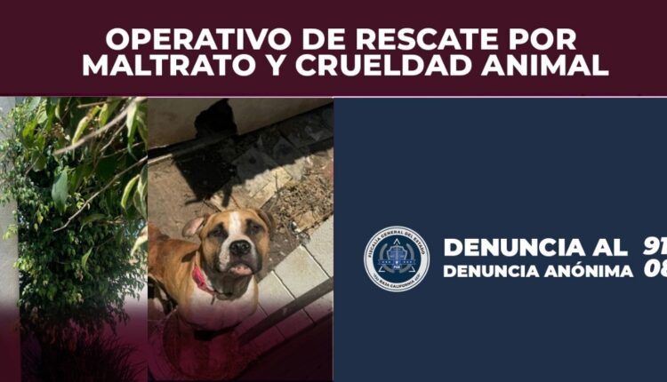 Perro rescatado por FGE en Rosarito