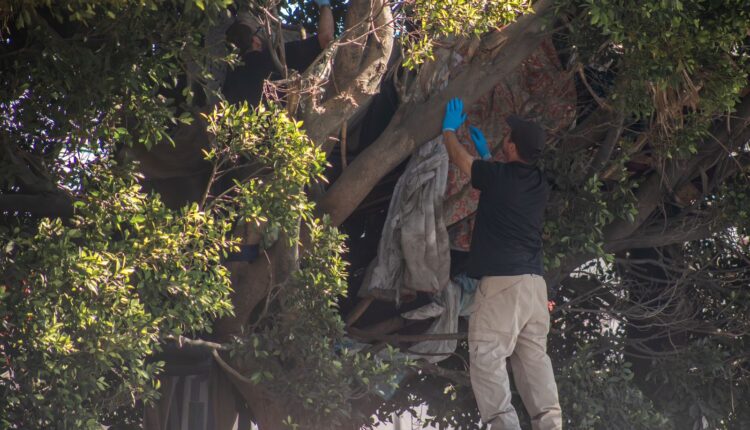 Fallecido árbol 5 y 10 Tijuana 2