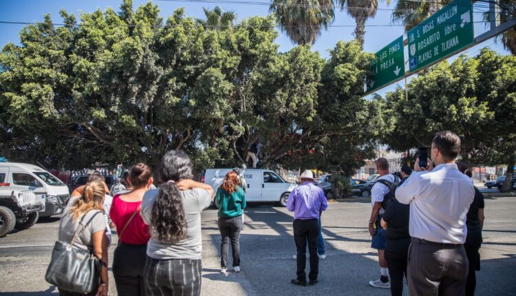 Fallecido árbol 5 y 10 Tijuana 4