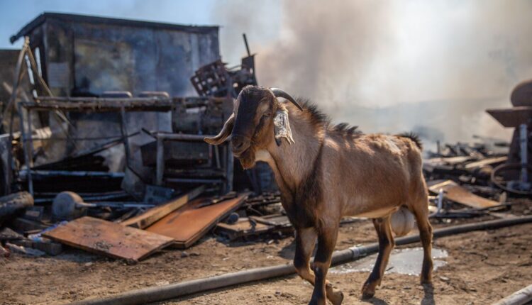 Incendio casa y corral 3